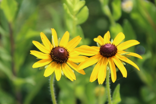 Black-eyed Susan (representative photo)
