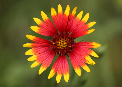 Indian blanket (firewheel) (representative photo)