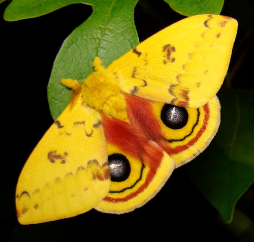 Io moth (caterpillar) (representative photo)