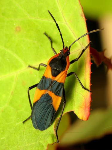 Large milkweed bug (representative photo)