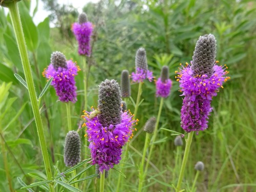 Purple prairie clover (representative photo)