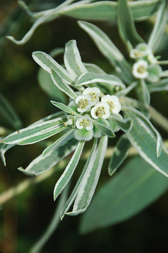 Snow-on-the-prairie (representative photo)