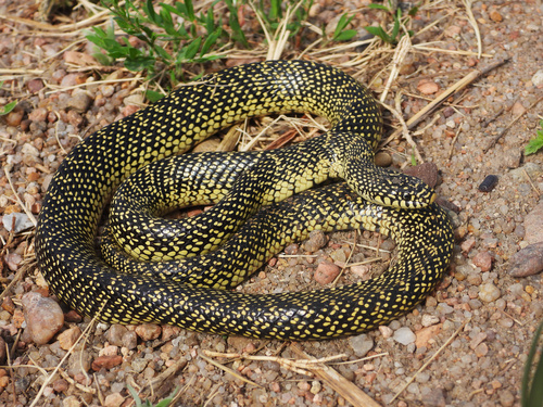 Speckled kingsnake (representative photo)