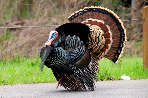 Wild Turkey (representative photo)